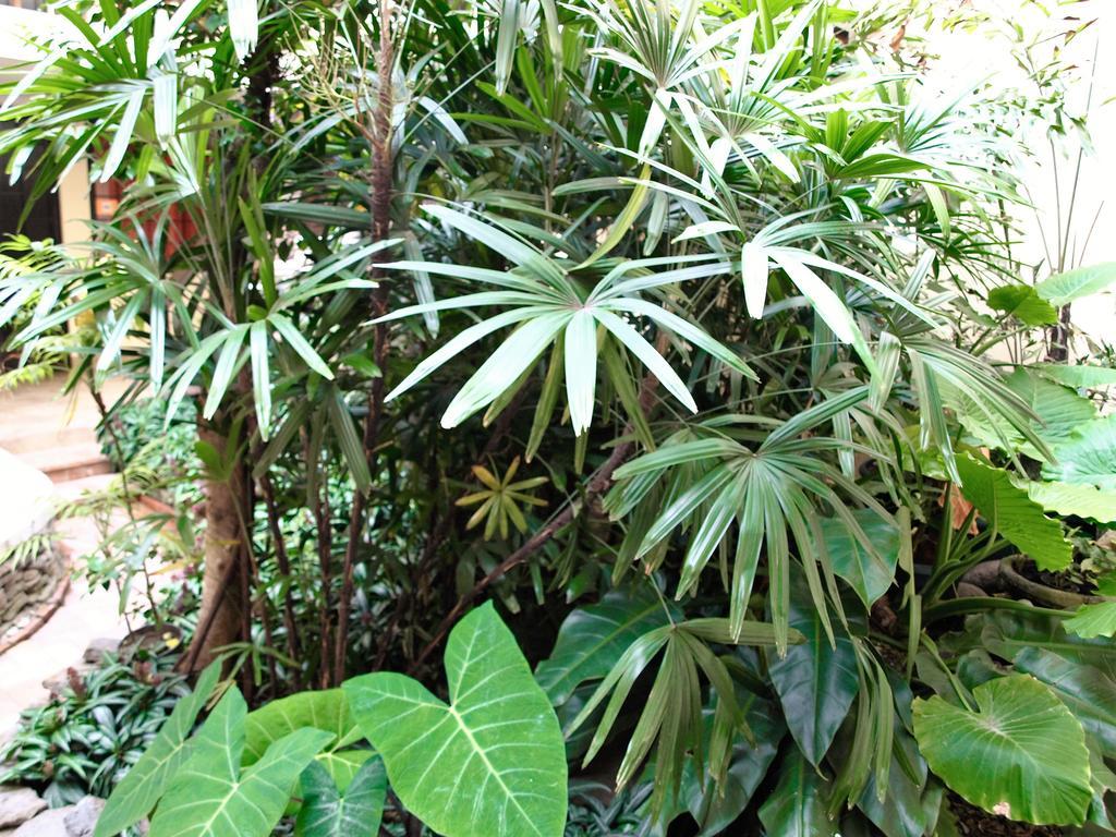 Hotel The Palm House Inn San José Dış mekan fotoğraf